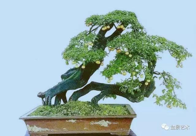 如何欣赏盆景的基本语言