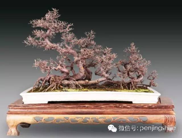 杂木盆景发芽成型后该如何养护？