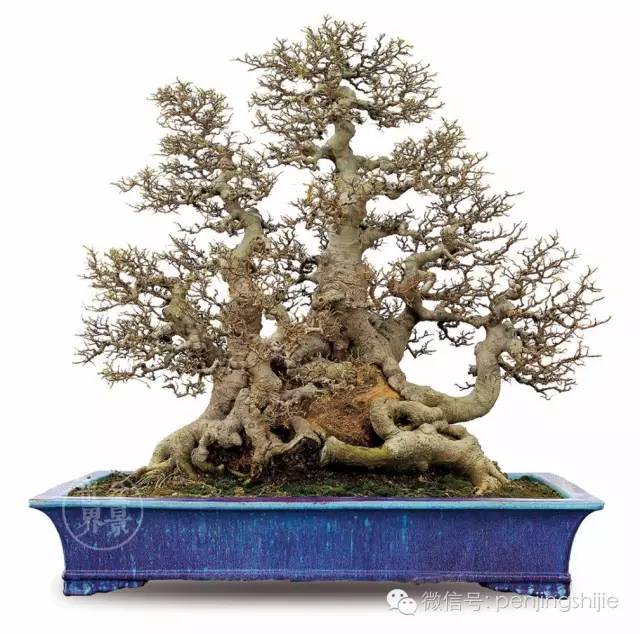 杂木盆景发芽成型后该如何养护？