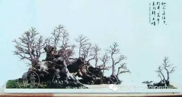 杂木盆景发芽成型后该如何养护？