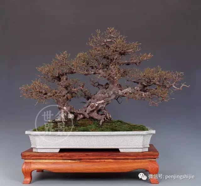 杂木盆景发芽成型后该如何养护？