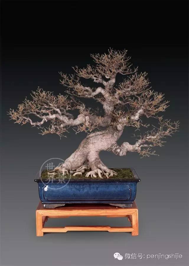 杂木盆景发芽成型后该如何养护？