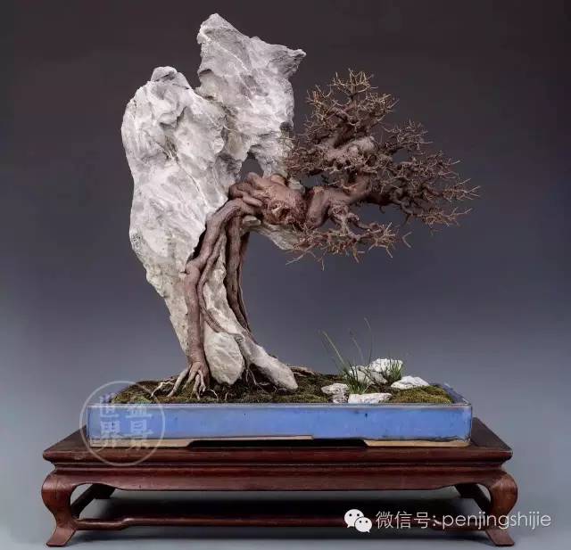 杂木盆景发芽成型后该如何养护？