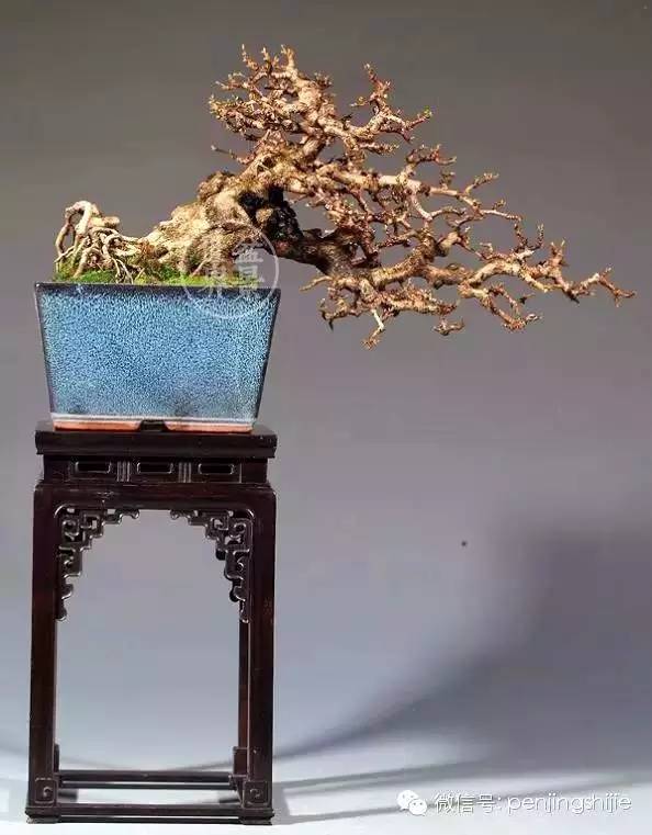 杂木盆景发芽成型后该如何养护？