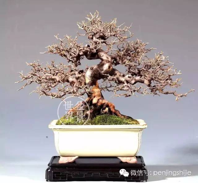 杂木盆景发芽成型后该如何养护？