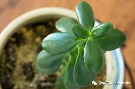 教你玩转多肉盆景 打造一盆漂亮的玉树盆景