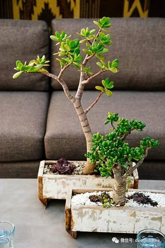 教你玩转多肉盆景 打造一盆漂亮的玉树盆景