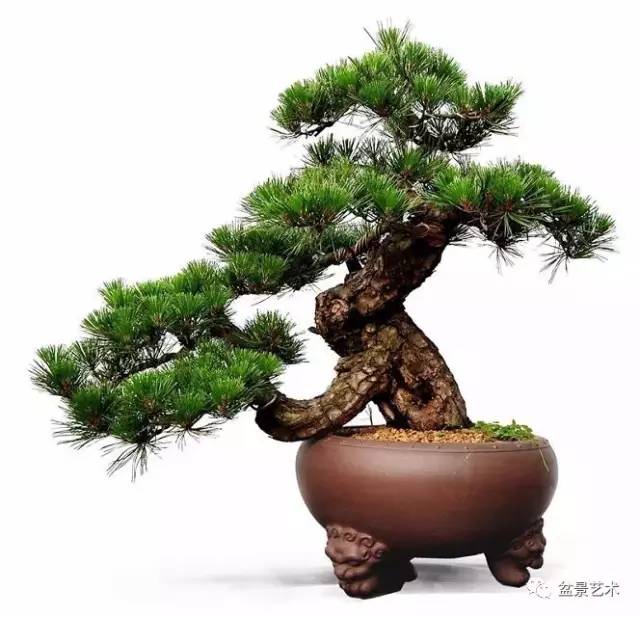 【盆景艺术】松桩移栽10个为什么?