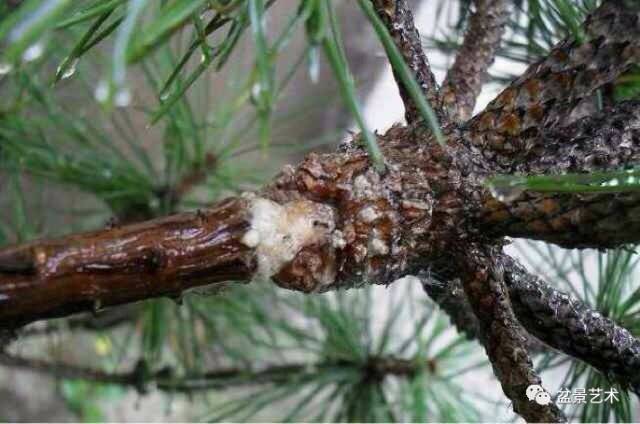 【盆景艺术】黑松环剥，高压做丛林盆景