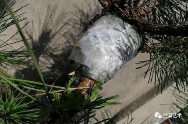 黑松环剥制作高压做丛林盆景