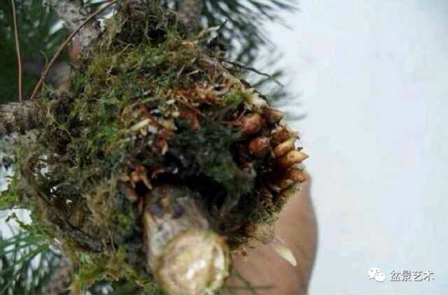 黑松环剥制作高压做丛林盆景