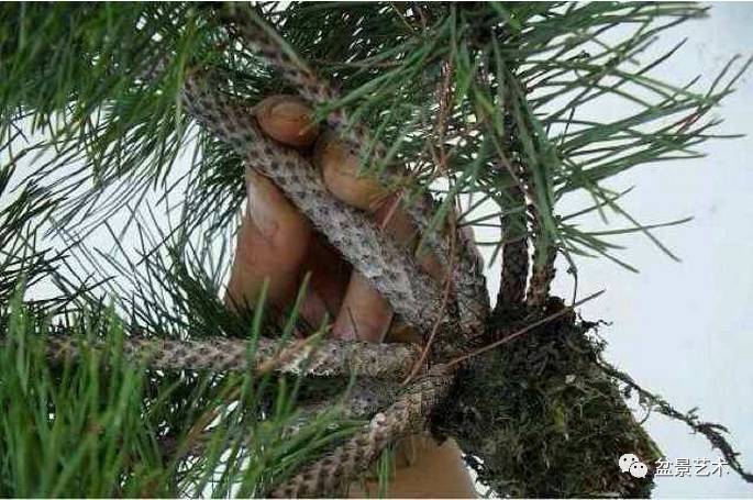 黑松环剥制作高压做丛林盆景