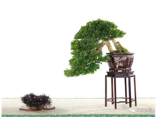 新手入门 初玩盆景必看技艺