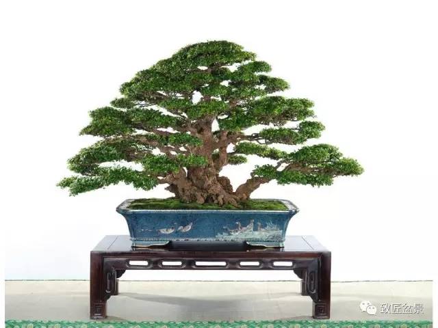 新手入门 初玩盆景必看技艺