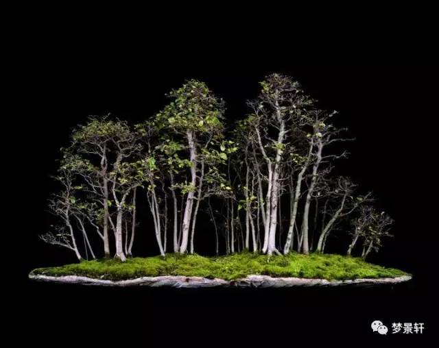 我不喜欢这些获奖的盆景？