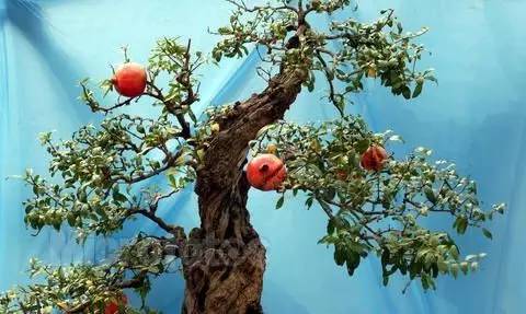 中南唐山湾植树季&mdash;&mdash;盆景制作活动