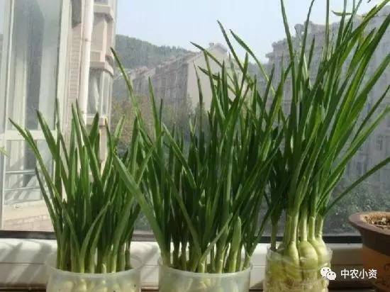 物美价廉的蔬菜盆景，让家充满自然气息