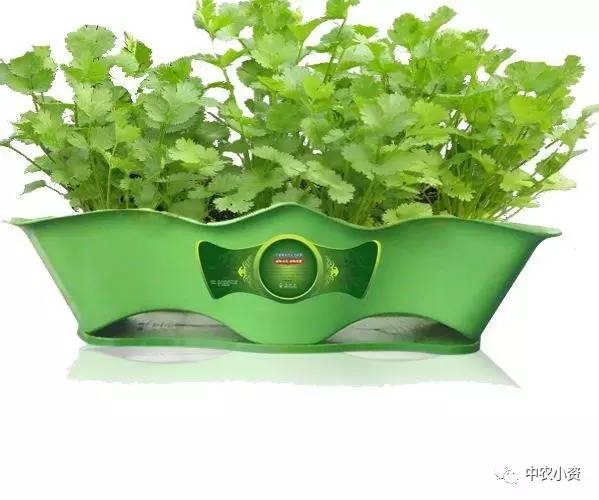 物美价廉的蔬菜盆景 让家充满自然气息