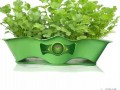 物美价廉的蔬菜盆景 让家充满自然气息