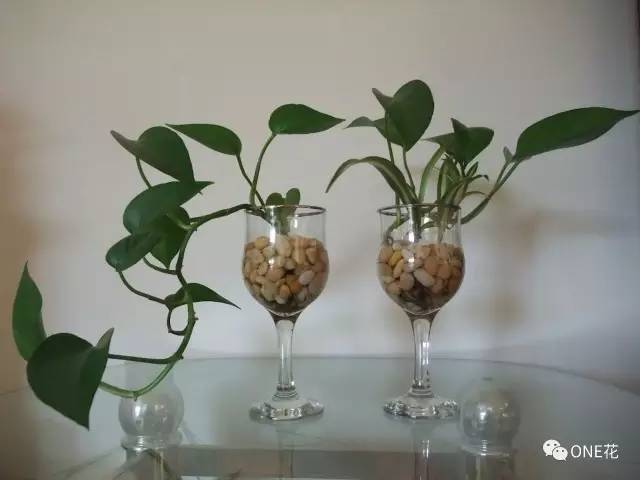 图解 盆栽的绿萝怎么水培的方法