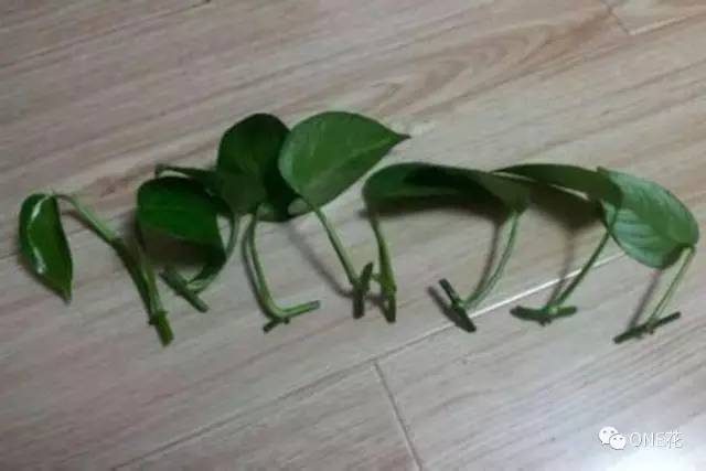 图解 盆栽的绿萝怎么水培的方法