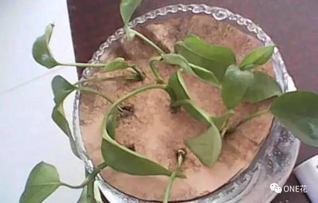 图解 盆栽的绿萝怎么水培的方法
