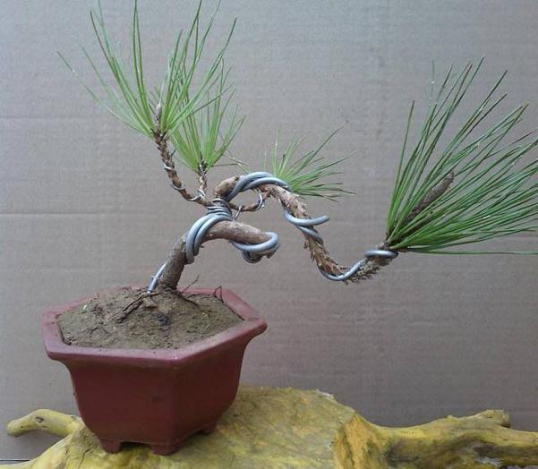 盆景不以铝线造型，只以修剪来定造型，那肯定太直