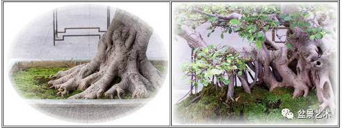 如何让盆景更加显老的方法