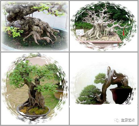 如何让盆景更加显老的方法