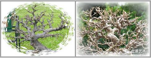 如何让盆景更加显老的方法