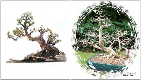 如何让盆景更加显老的方法