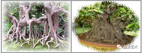 如何让盆景更加显老的方法