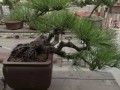 盆景欣赏动人古典的松树盆景
