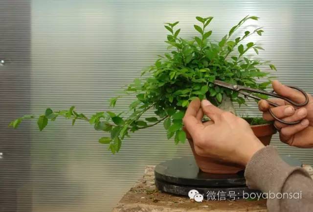 盆景的修剪管理方法