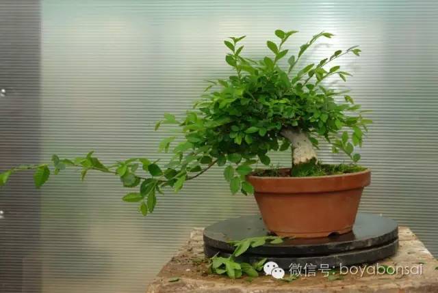 盆景的修剪管理方法