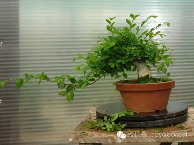 盆景的修剪管理方法