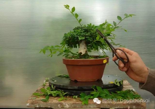 盆景的修剪管理方法