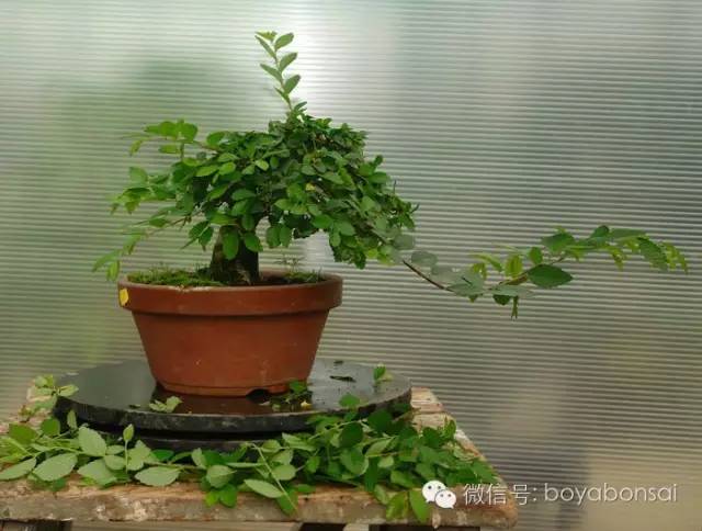 盆景的修剪管理方法