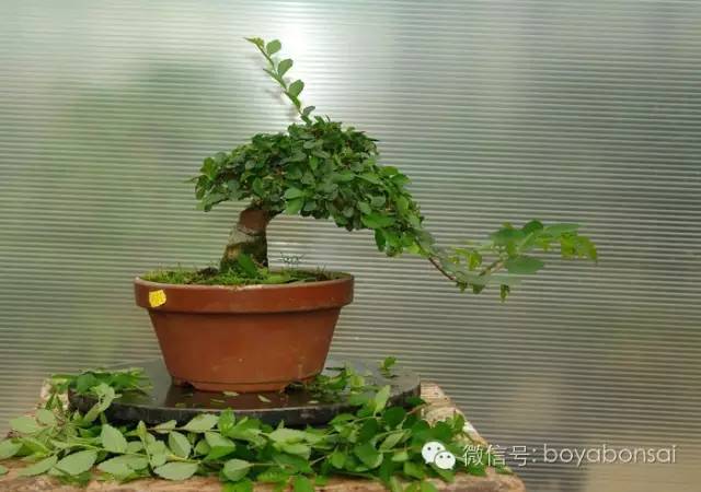 盆景的修剪管理方法