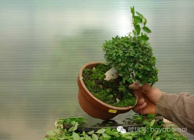 盆景的修剪管理方法