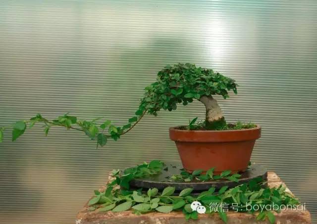 盆景的修剪管理方法