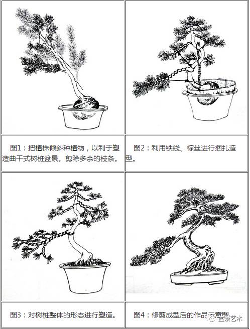 雀梅双干式盆景制作图解