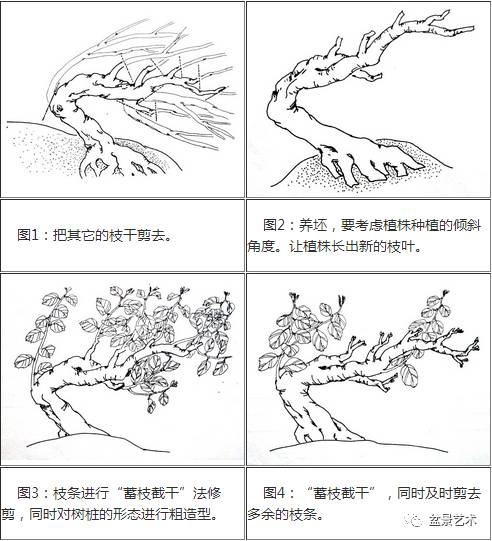 雀梅双干式盆景制作图解