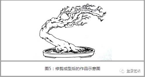 雀梅双干式盆景制作图解