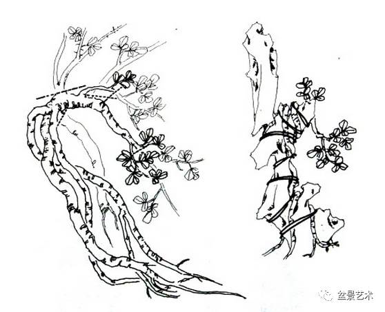 雀梅双干式盆景制作图解