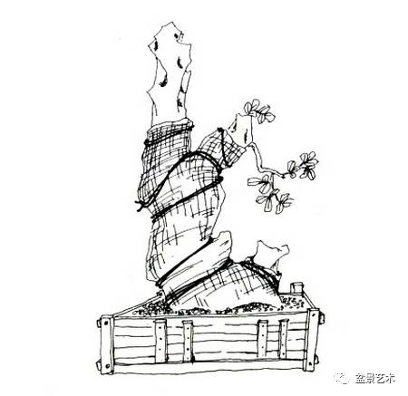 雀梅双干式盆景制作图解