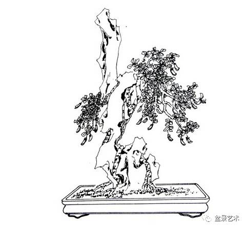 雀梅双干式盆景制作图解