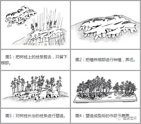 雀梅双干式盆景制作图解