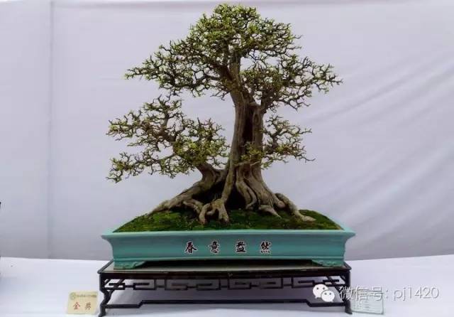  初学者买盆景，建议先看完此文再下手！
