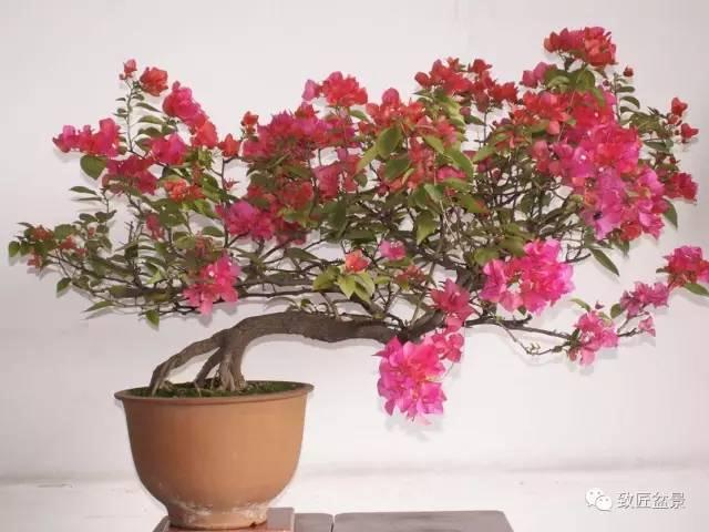 如何让三角梅盆景花开不断？